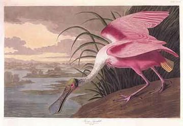 John James Audubon, "Roseate Spoonbill", 1835-8