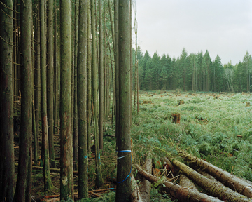 Eirik Johnson, "Freshly Felled Trees, Nemah, Washington," 2007, from the series "Sawdust Mountain"