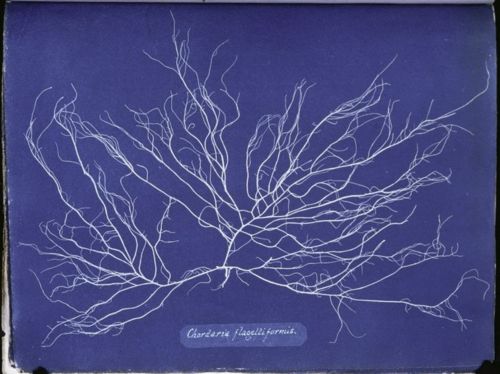 Anna Atkins. "Chordaria flagelliformis," circa 1840s. Cyanotype.