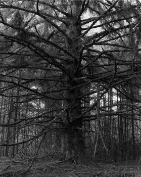 Robert Adams, <i>Sitka Spruce, Cape Blanco State Park, Curry County, Oregon</i>, 1999‚Äì2003. From the series, Turning Back. Gelatin-silver print, 14 x 11 inches. ¬© Robert Adams, courtesy Fraenkel Gallery, San Francisco and Matthew Marks Gallery, New York.