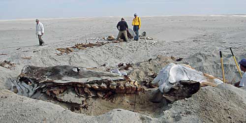 Excavation of whale for Orozco’s “Mobile Matrix”
