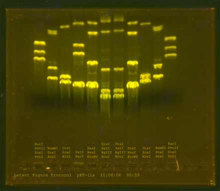 Paul Vanouse, “Latent Figure Protocol”  Figure was produced with the DNA of bacterial plasmid pET-11a.  Enzymes used to process the DNA are listed in each column.  Image produced December 06, 2006. Courtesy of the artist.