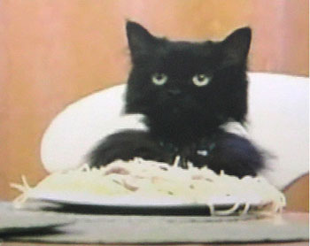 spaghetti-cat