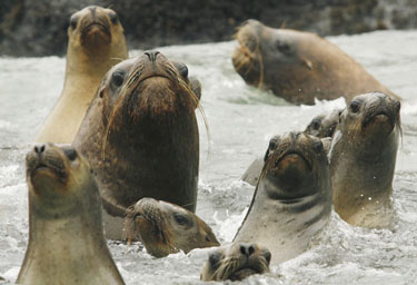 "Sea lions in the Palamino Islands", SOURCE: Guardian.co.uk