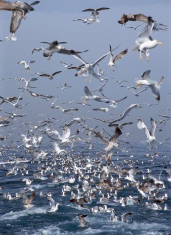 flock of Seagulls
