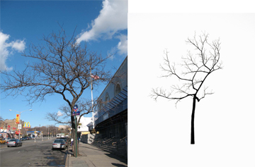 LEFT: "Tree Museum:" tree #6, outside the post office at 149th Street, 2008. RIGHT: Katie Holten, "Grand Concourse Street Tree at 149th Street," ink on paper, 30 x 22 inches, 2008.