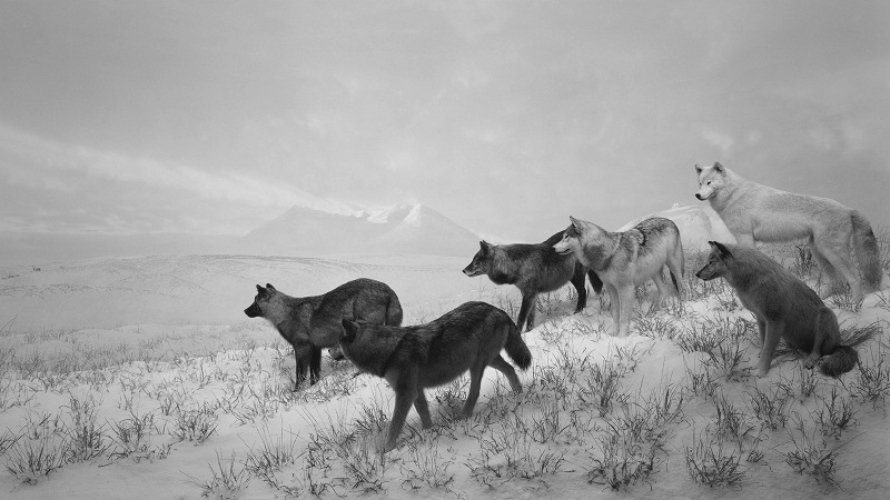 Hiroshi Sugimoto, Dioramas (Alaskan Wolves), 1994. Private collection. © Hiroshi Sugimoto.