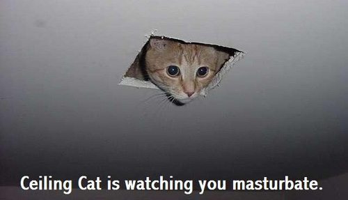 ceiling_cat