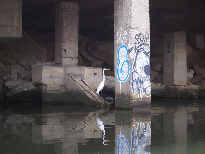 Gina Siepel, CACOPHONY, 2011. Great Egret on the Bronx River. Photo credit: Gina Siepel.