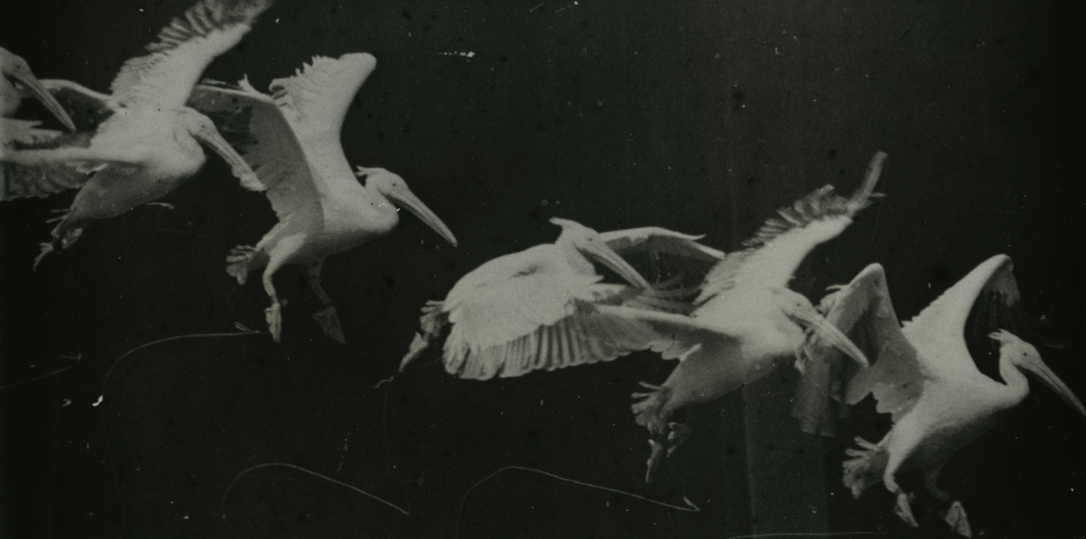 Étienne-Jules Marey. Bird Flight, Pelican, 1886. Source: Wikimedia Commons, image in public domain (PD-1923).