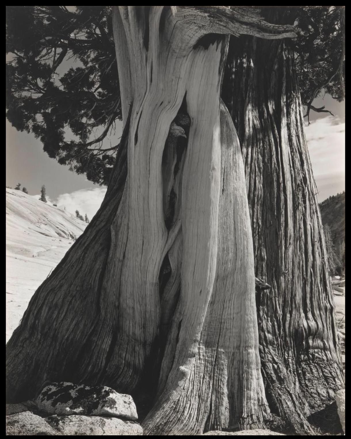 Edward Weston. Juniper, Lake Tenaya, 1937. Gelatin silver print. Collection SFMOMA, Gift of Mrs. Drew Chidester; © 1981. Center for Creative Photography, Arizona Board of Regents / Artist Rights Society (ARS), New York.